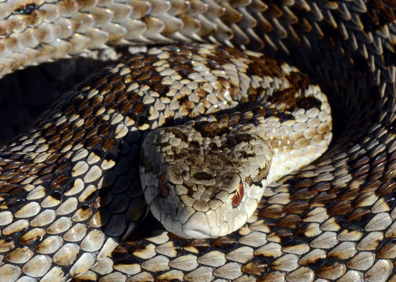 Vipera ursinii